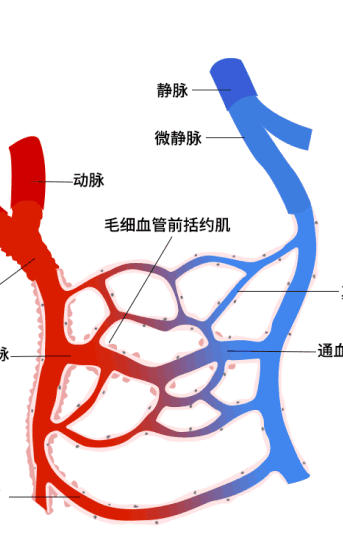 慈华臻品四大途径告诉你磁如何改善微循环