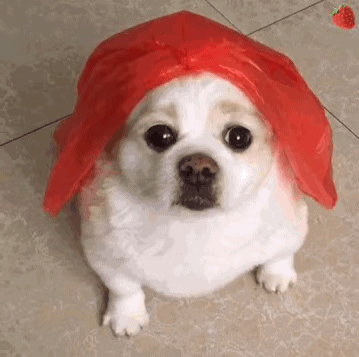 天啊 世界上最小的五种狗狗 看完都快被萌化了 腾讯新闻