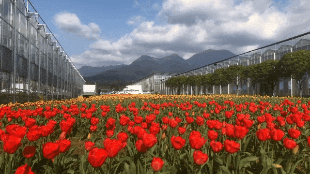 【视频实拍】萍乡武功山花涧里的樱花开了,延绵好几里地