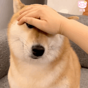 表情包丨摸摸狗头 万事不愁_腾讯新闻