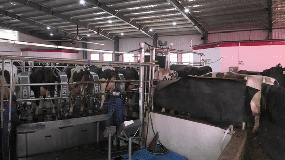 完成每天的工作德国gea72位大型转盘挤奶机平稳有序地借助一套在一首