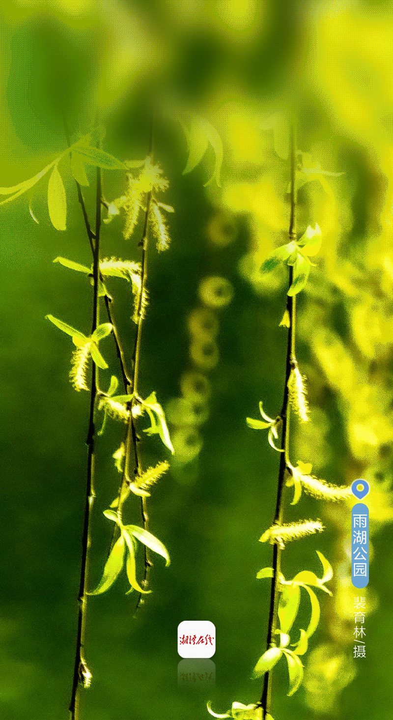 动图海报|春风十里!我把湘潭的春天拍给你