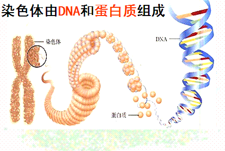 染色体组概念图片