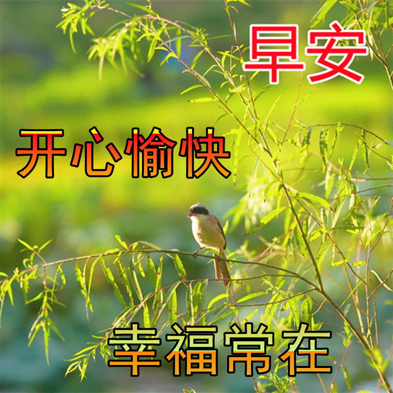 清新漂亮的动态早安祝福问候图温馨阳光的正能量早上好语录