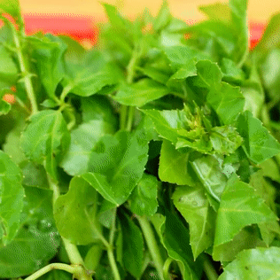 恩平美食簕菜鲫鱼汤