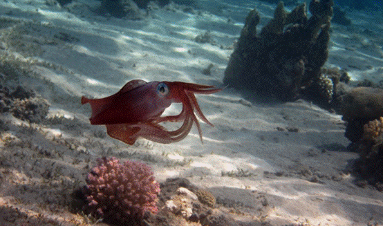 广西北海出现大量鱿鱼当地居民捞都捞不完为什么会这样