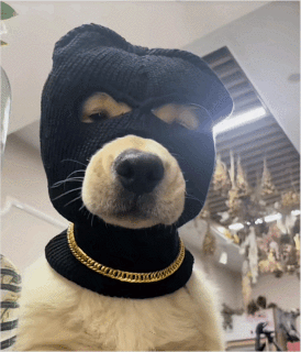 325丨每日精选沙雕图片表情包