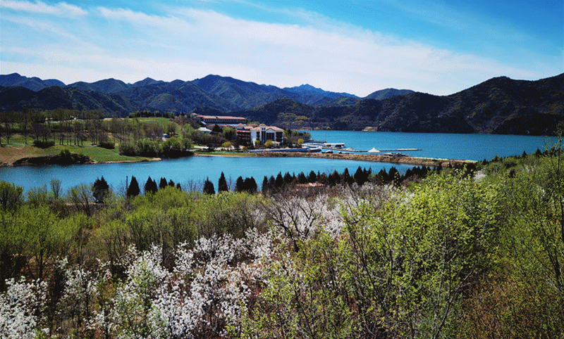 春在枝头,桃花已盛——快来桃花岛赏美景