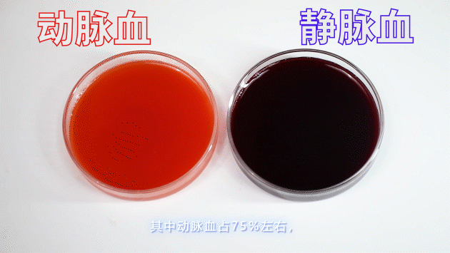 其中动脉血占75%左右,静脉血占25%.