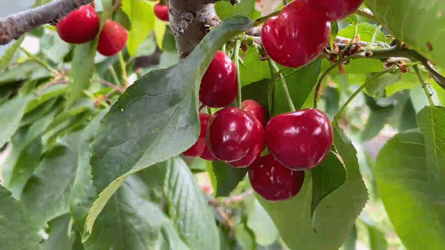 厉家寨大樱桃红了!