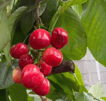 厉家寨大樱桃红了!