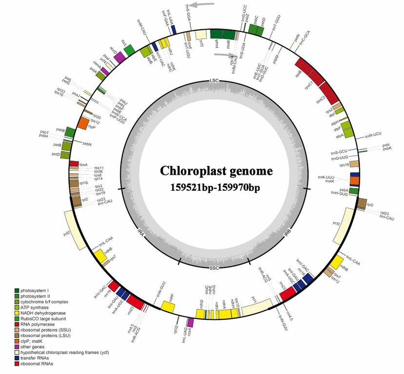 5月直播课:叶绿体基因组分析与发文突破