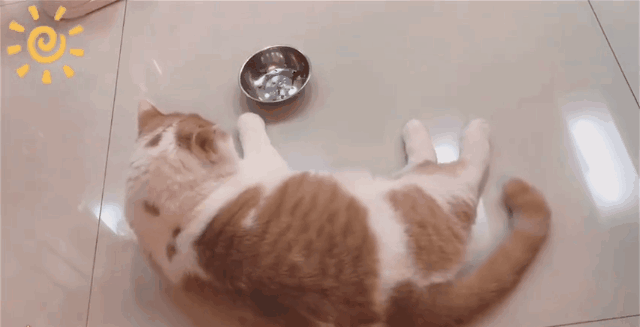 花式催饭大全——刚吃完饭一分钟,我家猫说它饿了?