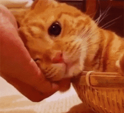 猫咪为什么喜欢拿头 拱人 真相竟是 腾讯新闻