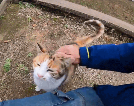 猫咪为什么喜欢拿头 拱人 真相竟是 腾讯新闻