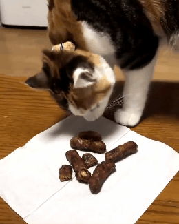 人类好奇怪,竟然要吃"猫便便"?