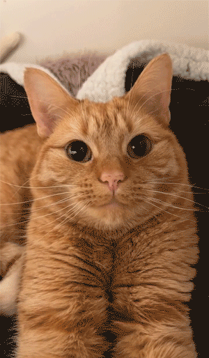 想要捏一捏不?by ins@beansthegingercat— end