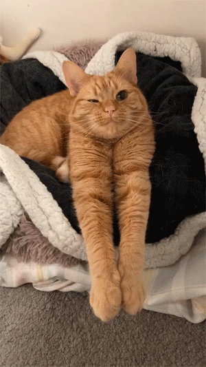 关于一只猫的腿有多长?橘猫:朕脖子底下都是吖～_腾讯新闻