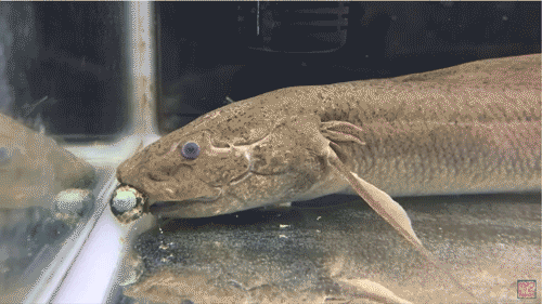 科研速报杨氏鱼揭示肺鱼类食壳性起源与快速演化