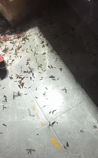 密恐慎入厦门遭水蚁入侵犹如下雪