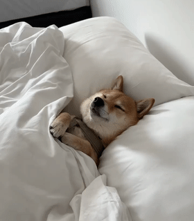 喜欢睡在床上,枕枕头盖被子.