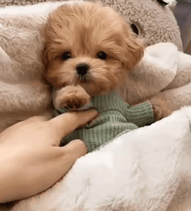 "马尔泰犬"为什么多人养?有颜值有智商,很难不爱