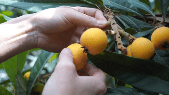 怎样才能在市区吃枇杷那