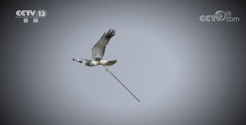 前不久,河北石家庄一只身中长箭的鸟儿,牵动无数网友的心.