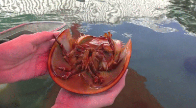 真正的"厚礼蟹",像极了爱情