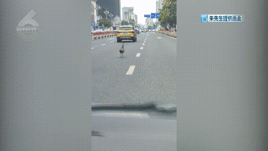 车辆集体礼让，北京路一度拥堵…竟是因为孔雀在散步？