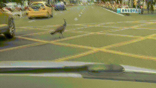 车辆集体礼让，北京路一度拥堵…竟是因为孔雀在散步？