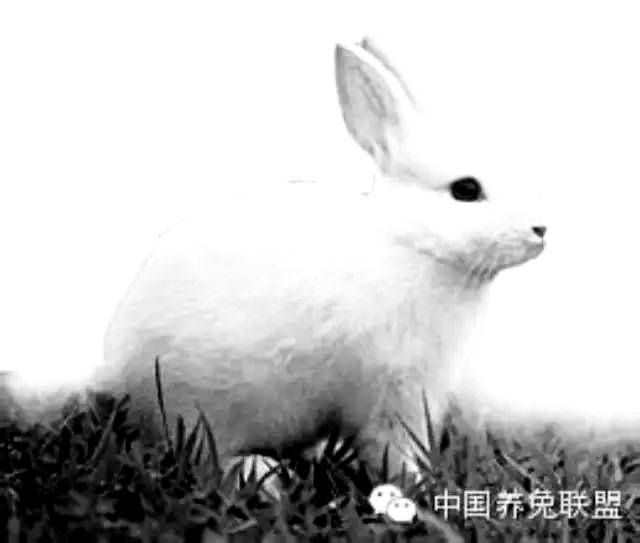 兔巴氏杆菌病症状都有哪些?