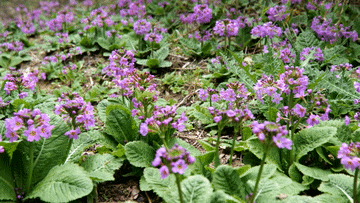 中国特有极危物种"川东灯台报春"种群生长良好 花开正艳