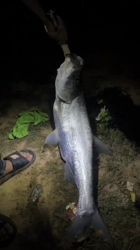安徽一男子用路亚夜钓,罕见钓获"米级"翘嘴,网友:新手大礼包