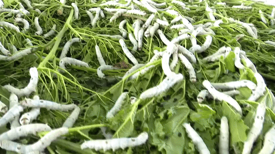 五龄蚕宝 做好"六防"