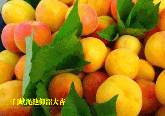 熏风端午近 又思槲包香