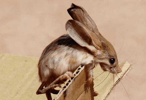 长耳跳鼠你在鄯善县库木塔格沙漠迷路了吗