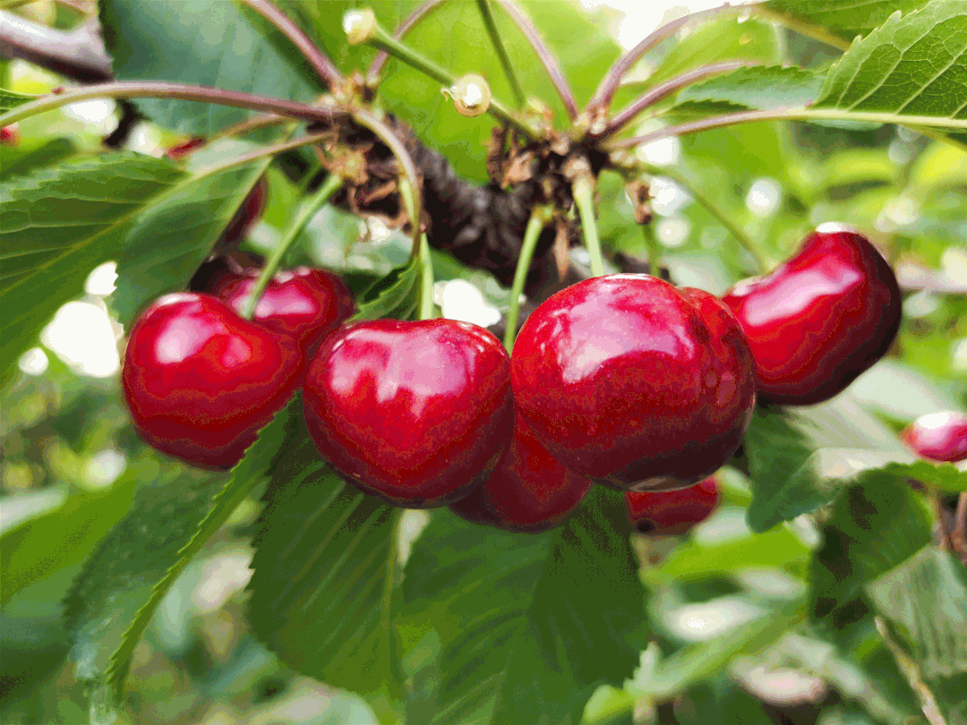 特克斯天山大樱桃直播来啦!明天8点半线上线下同时开抢