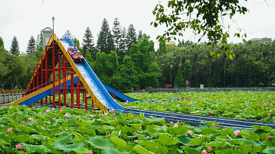 玉林人民公园的荷花开了,周末快去看!