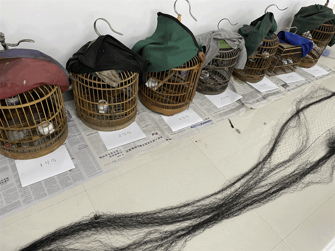 "口技"诱捕画眉鸟?森林警察出手了