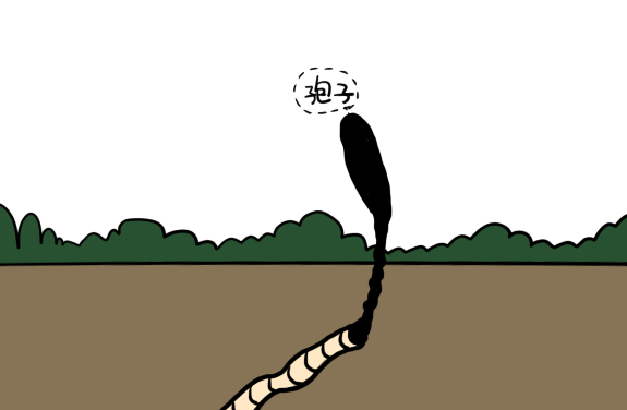 青海冬虫夏草,来自高原的"软黄金"