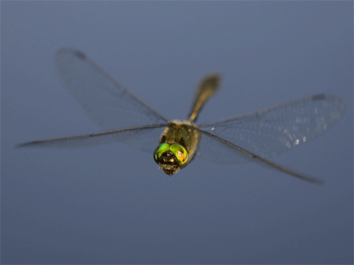 日本推出高价仿真蜻蜓，声称可以有效防蚊，可蚊子真的看得见吗？