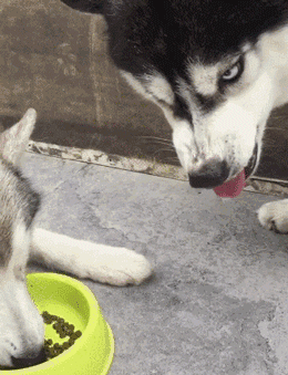 哈士奇吃饭,各显神通!