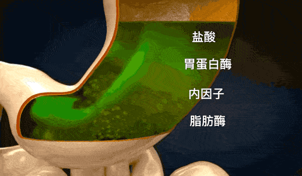 食物进入胃里后,会被泡在胃消化液中,胃消化液有很多组成成分,呈强