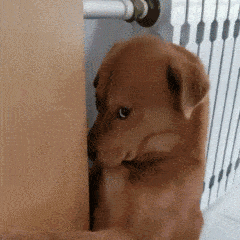 全网最委屈小狗疑似被主人扎针,这些无形虐狗行为一直在我们面前