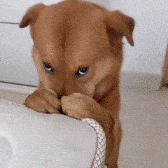 这张刷爆全网的小狗捂鼻,很有可能是用胶水把爪子粘到了鼻子上.