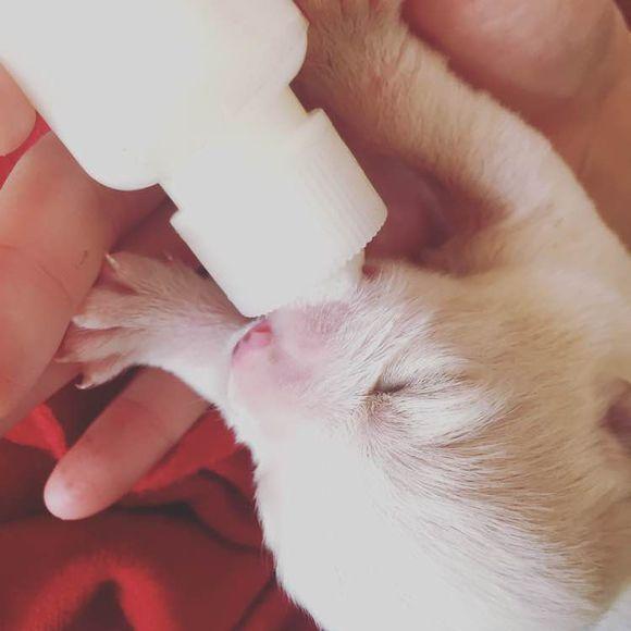 女子捡到一窝刚出生的小奶狗,为了养活它们,一天只睡4个小时