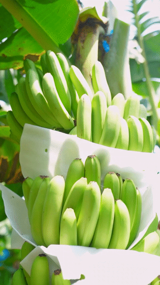 恩平美果丨香蕉