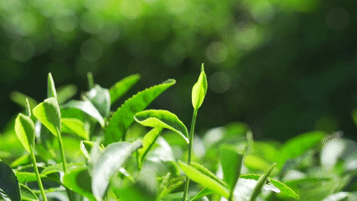 地素绿色小熊开衫的简单介绍-第2张图片-潮百科