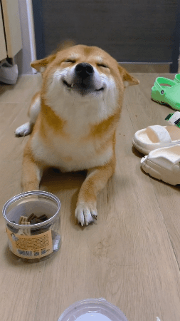柴犬偷吃零食还露出猥琐的笑容,这是我见过笑得最不正经的狗狗了?